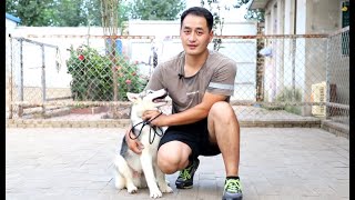 小哈士奇被嫌弃脸型不好看，同窝幼犬只剩下了它！\Little husky was rejected because of his ugly face and only he left [upl. by Erkan231]