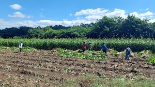 Nadie trabaja como ellos En El Salvador son los mejores trabajadores del campo [upl. by Rhine743]