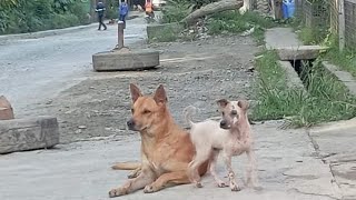 bili Tayo cafe kasama ang mga alaga doggie doglovers [upl. by Assenab]