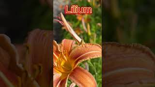 Lily lat Lílium is a genus of plants of the Liliaceae family Liliaceae [upl. by Maier622]