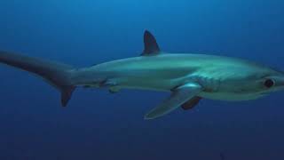 Thresher Sharks [upl. by Cioffred]