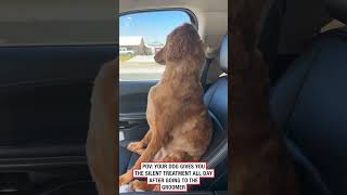 Dog gives owner the silent treatment after the groomers 🤣 🎥 Collab [upl. by Aiciram]