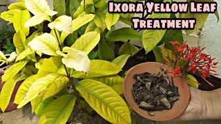 ixora plant yellow leaf treatment  Yellow leaf problems in ixora [upl. by Darbie283]