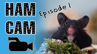 quotHAM CAMquot 2500 of Hamster Exploring In Cage  Ep 1 [upl. by Hammer]