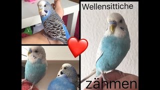 Wellensittiche zähmen  Tipps amp Tricks  Teil 1 [upl. by Annaujat]