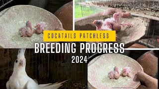 Cocatails Patchless Breeding Progress 2024  Cocatails care  Cocatails Breeding [upl. by Zolner]