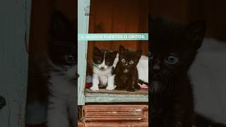 EL ESTRÉS TAMBIÉN PUEDE AFECTAR A NUESTROS GATOS videodegatos michis ​⁠ catlover [upl. by Auginahs]