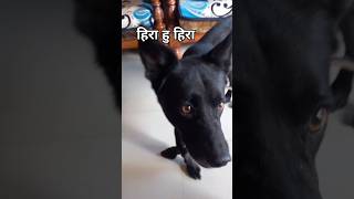 मैं तो वैसे भी हीरा हु हीरा chotu blackdog viraldog petlover dog indian funny funnyvideo [upl. by Nomelihp973]