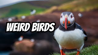 The Weirdest Facts About Puffins [upl. by Healion84]