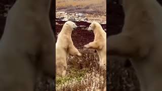 Which tour would YOU choose 😌 travel polarbear rvlife shortvideo [upl. by Hgierb]