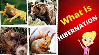 What is Hibernation  Hibernation for kids [upl. by Brote712]