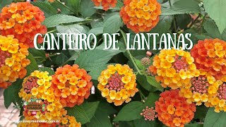 Surpresa das lantanas ou cambará [upl. by Oderf510]