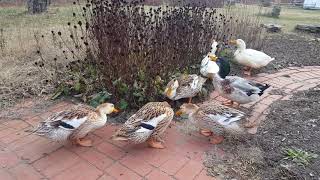 Silver Appleyard Ducks Foraging in the Meadow Garden [upl. by Breena998]