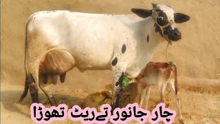 Cholistani cross cow 03124578623For sale in PakistanDate251124 [upl. by Torres]