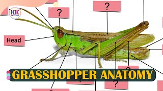 Anatomy of the grasshopper Learning grasshopper anatomy Parts of a Grasshopper [upl. by Ahsemaj858]