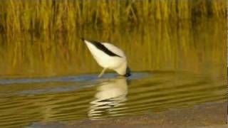 Rednecked Avocet Recurvirostra novaehollandiae  Rotkopfsäbelschnäbler 1 [upl. by Ploss858]