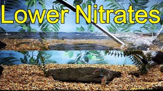 Aquarium nitrate Lowered Heres how [upl. by Ashok]