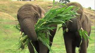 African Elephants at West Midland Safari Park [upl. by Lesak513]