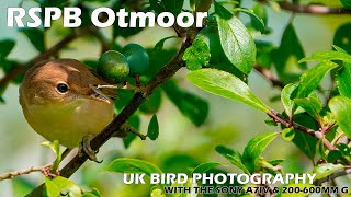 Bird Photography at RSPB Otmoor with the Sony A7IV amp Sony FE 200600mm F5663 G OSS [upl. by Ailev]