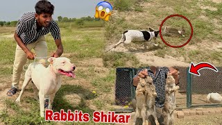 Gabbar Badmash Dog Ky Sath Jungle Rabbits Ka Shikar Kiya😍 [upl. by Regdirb]