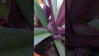 Tradescantia spathacea plant 🪴ytshorts trendingshorts viralshort [upl. by Cacilie]