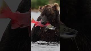 Bear 🐻 valluk vs fish shorts youtubeshorts trending discovery posuu [upl. by Mihar]