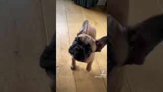 Die oortjes en oogjes Het begint allemaal zo klein en lief dog frenchbulldog frenchie bulldog [upl. by Lebasiairam645]