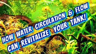 Powerheads  Lets Talk Aquarium Circulation amp Flow How to Bring New Life to Your Plants amp Fish [upl. by Hulbard5]