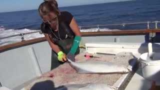 How to fillet a halibut in Alaska [upl. by Esirahs]