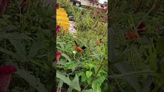 Butterflies eating nectar piano music pianomusic nature grasshopper farmer travel butterfly [upl. by Jecon]