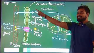 Cellular Respiration easy way [upl. by Wiseman]