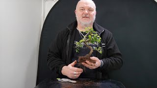 Repotting Indoor Bonsai [upl. by Mohandis239]