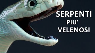 I SERPENTI PIÙ VELENOSI AL MONDO ☠️⚠️ [upl. by Templas704]