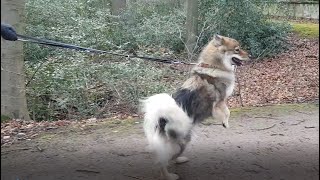 Eurasier Leinenführigkeit Orientierung am Menschen durch faire körpersprachliche Kommunikation [upl. by Warga]