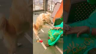 Luka chupi Bhut huyi puppy 🐶 Shot video 🤣  Fanny Dogi Shotshot [upl. by Ydnor]