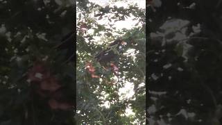 Myna gets delicious fruits birdvideos myna birds [upl. by Kari216]