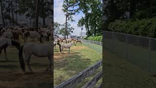 Chincoteague Pony Penning 2024 [upl. by Stephana]