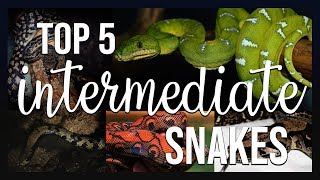 TOP 5 INTERMEDIATE SNAKES I recommend PART 1 [upl. by Clynes]