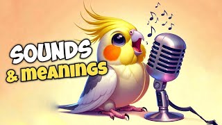 Cockatiel Sounds and Their Meanings [upl. by Ryun]