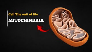 mitochondria  cell the unit of life mitochondria [upl. by Sjoberg684]