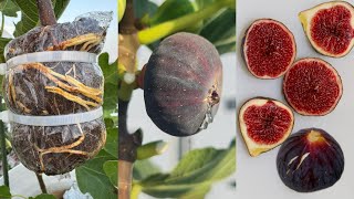 Great Method of propagation FIG TREE from cuttings using aluminum foil paper [upl. by Ynehteb]