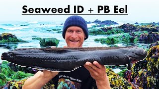 Sustainable Seaweed ID amp HUGE EEL on a Fire Maple Stove [upl. by Arinay]