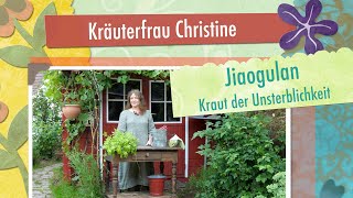 Jiaogulan  Kräuterfrau Christine stellt das quotKraut der Unsterblichkeitquot vor [upl. by Eedna]