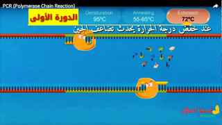 تفاعل البلمرة المتسلسل PCR [upl. by Kcirdek470]