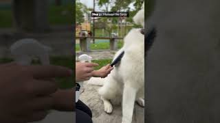 How to use HYSSES FurryCare Deodorising Spray [upl. by Ardnayek]