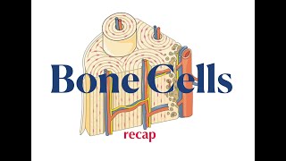 Bone Cells Recap [upl. by Aihsekat]