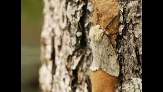 Help protect our trees from Gypsy Moths [upl. by Meredeth]