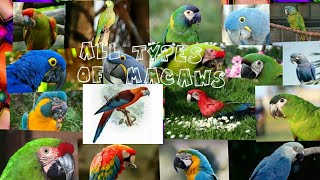 All 18 types of macaw parrot in the world [upl. by Taub617]