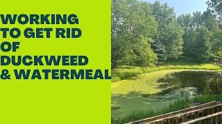 Duckweed skimming [upl. by Ttoile631]