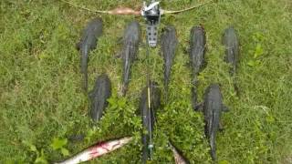 Bowfishing Armored Catfish in Florida [upl. by Winfrid]